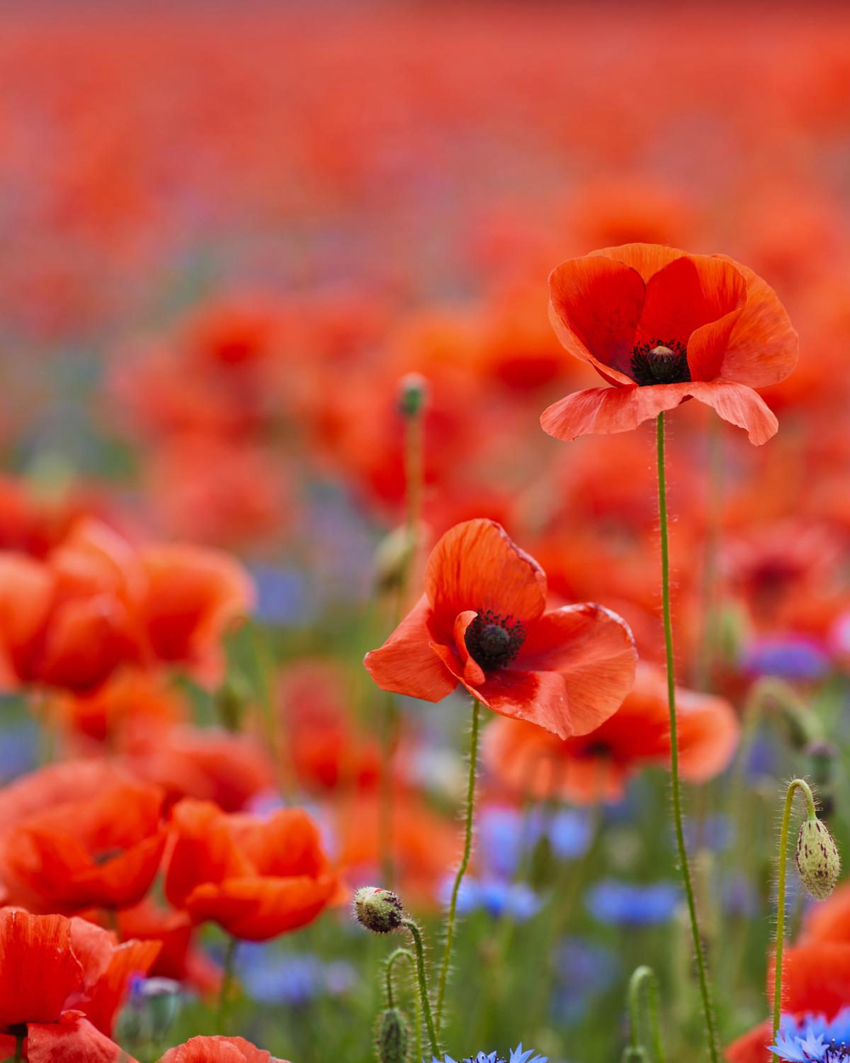 Red Poppies for Remembrance