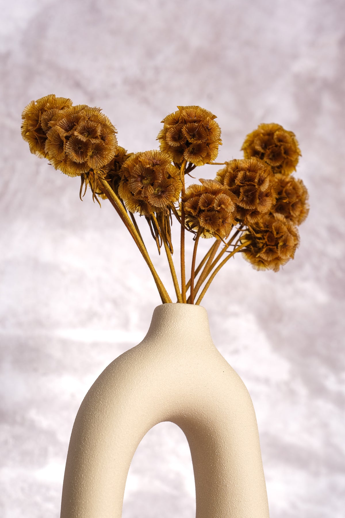 Scabiosa Pods