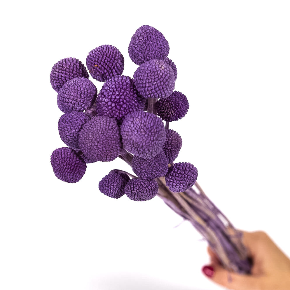 Purple Flowers