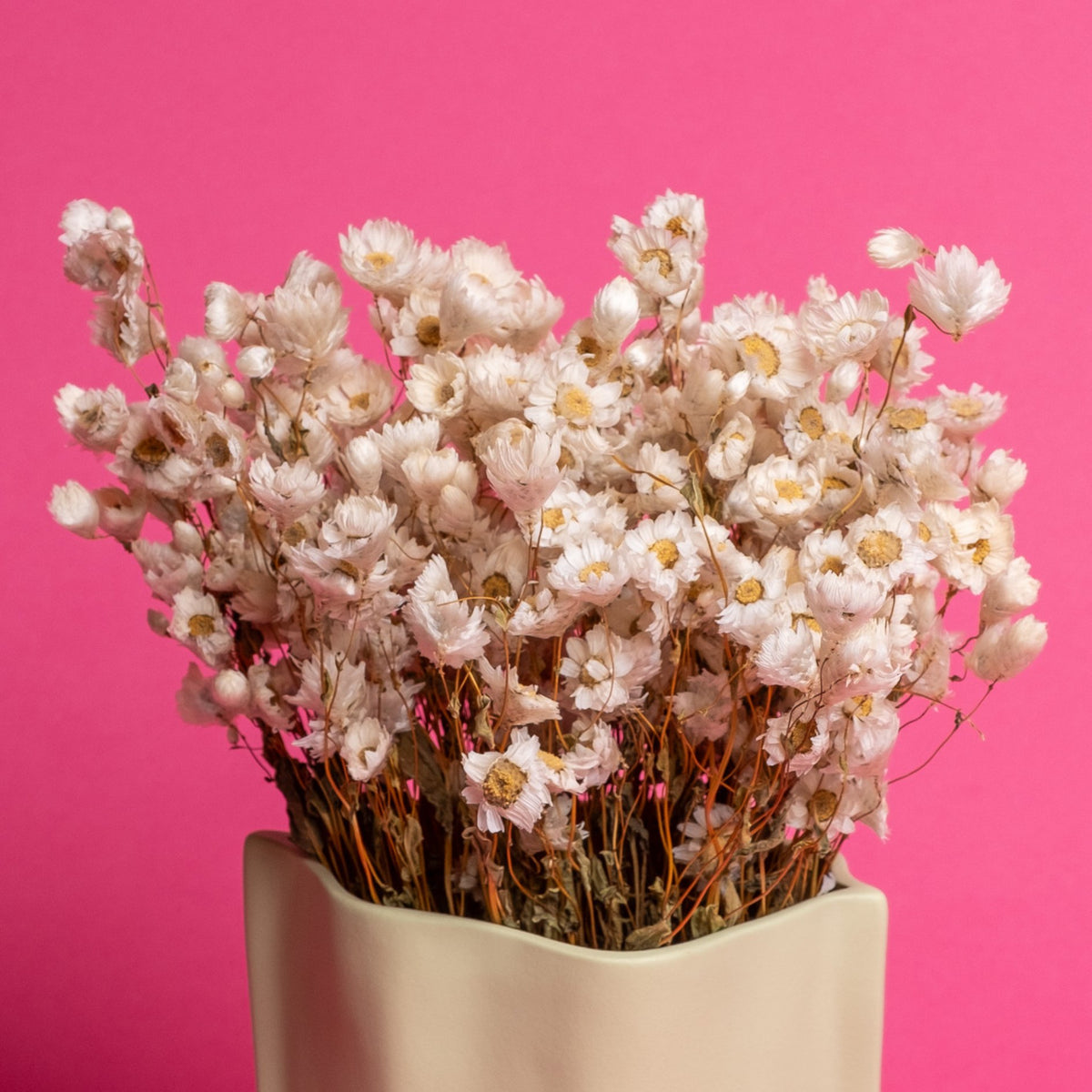 Preserved Flowers