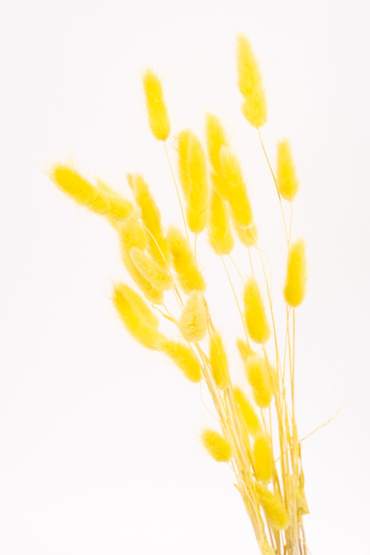 Yellow Bunny Tails