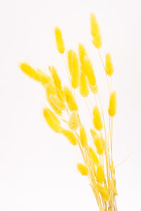 Yellow Bunny Tails