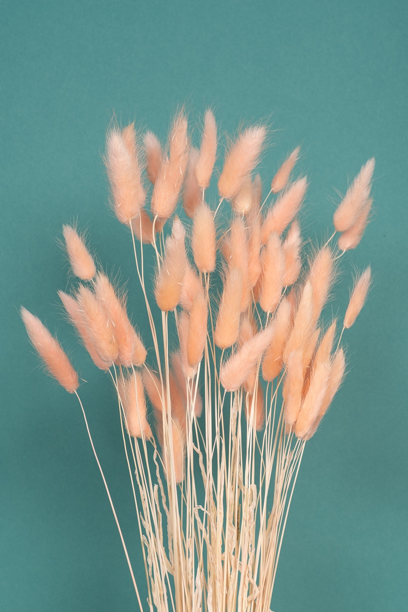 Coral Blush Bunny Tails