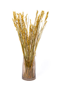Ochre Oat Flower