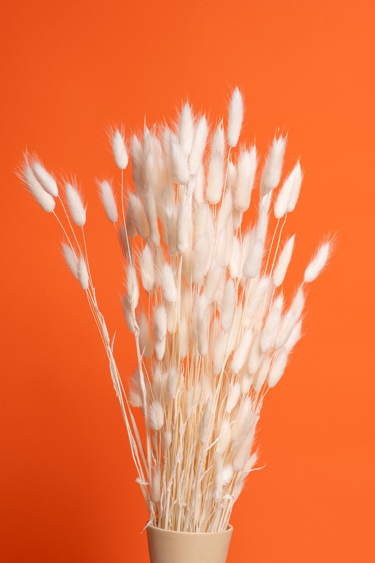 Bleached Bunny Tails