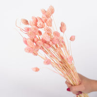 Blush Pink Gem Grass (Textured Bunny Tails)