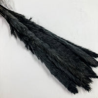 Black Mini Pampas
